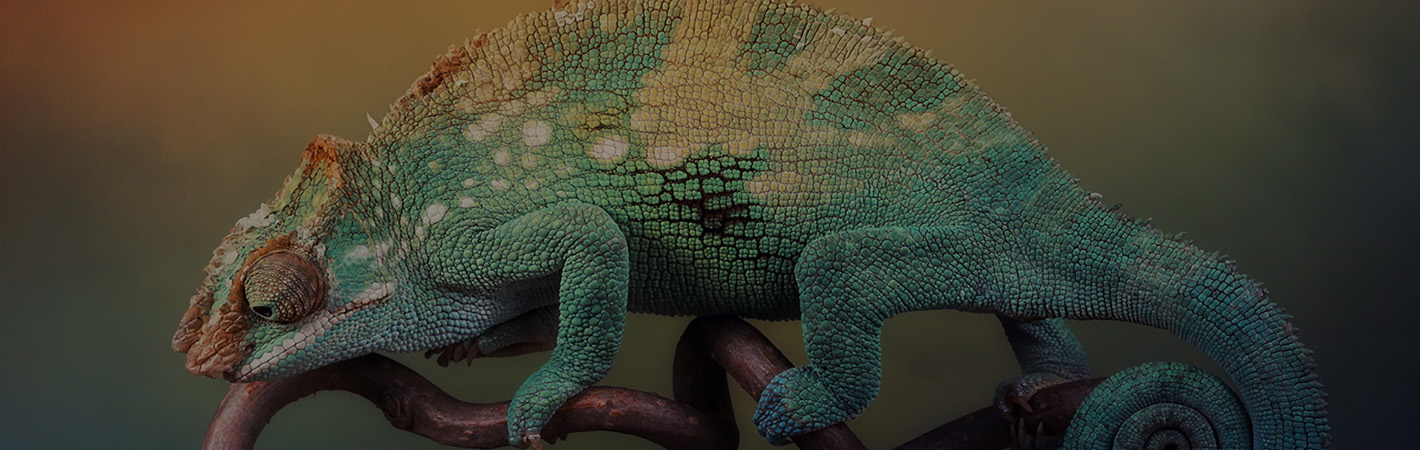 chameleon-top chameleon-top