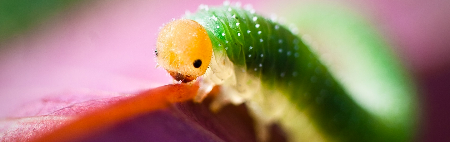 Conversie optimalisatie | yndenz