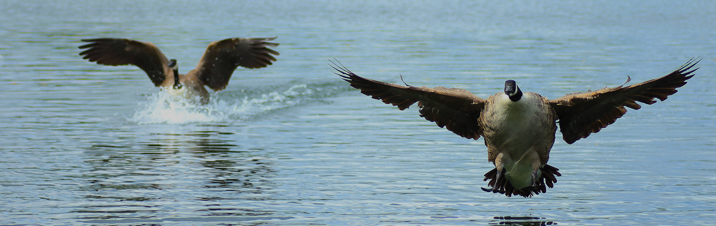 Landingspagina's ontwikkelen | yndenz