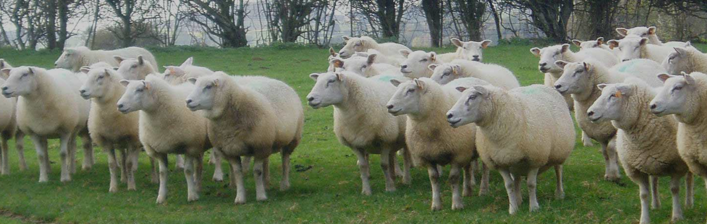 Meer bezoekers op uw website | yndenz Meer bezoekers op uw website | yndenz