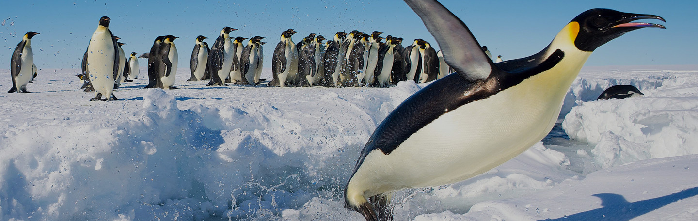 Social Media Marketing (SMM) | yndenz