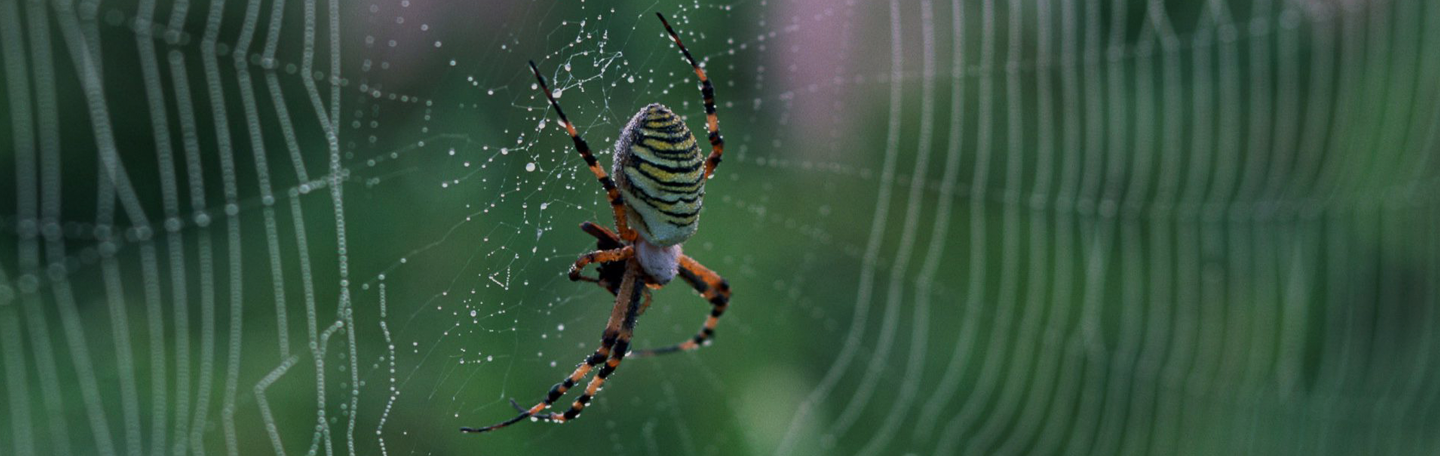 Webshop ontwikkeling | yndenz Webshop ontwikkeling | yndenz