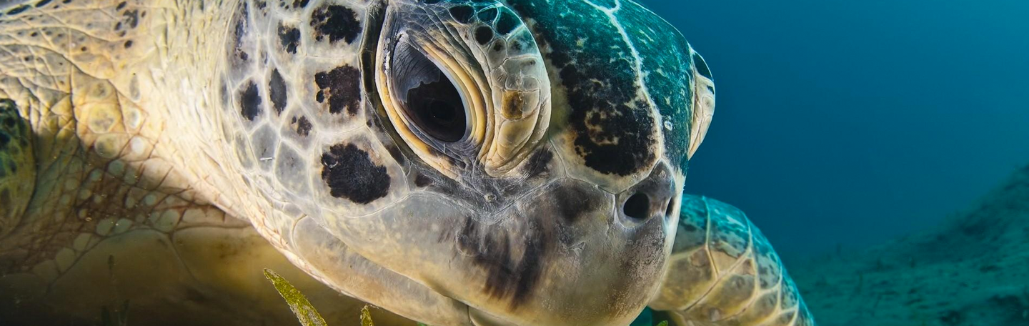 Zoekmachine adverteren (sea) | yndenz