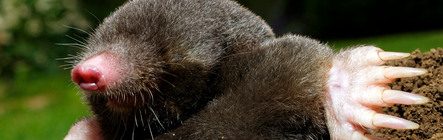 Zoekmachine optimalisatie (seo) | yndenz