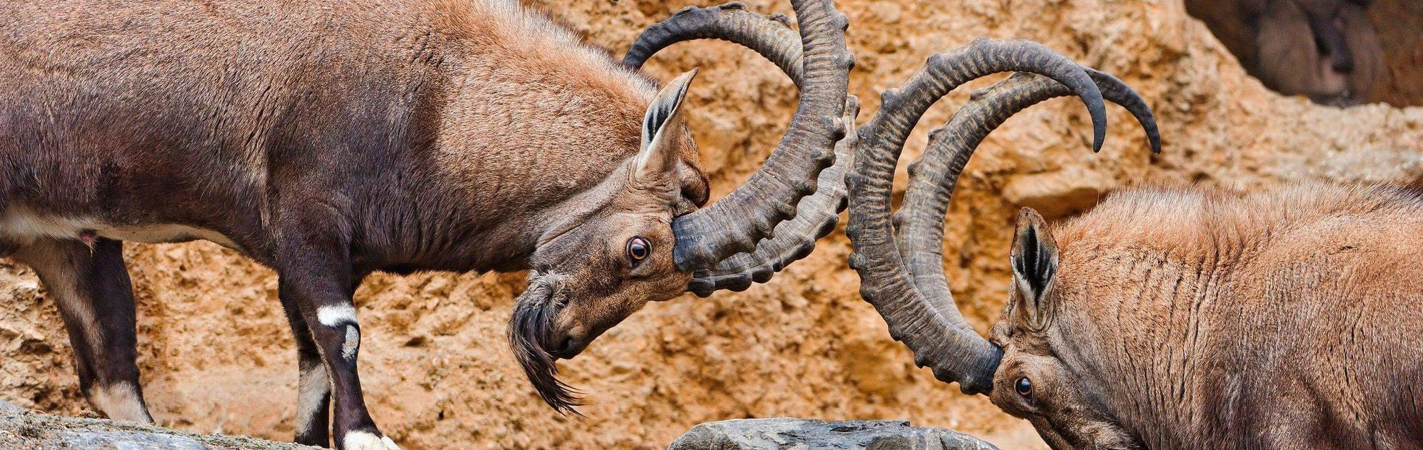 Online marketing Groningen | Online specialist yndenz