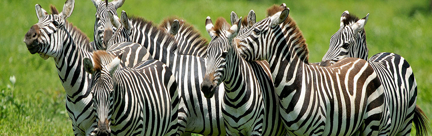 Online Marketing Leeuwarden | SEO | yndenz