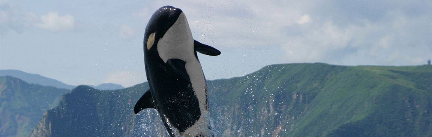 Online marketing Middelburg | Online specialist yndenz