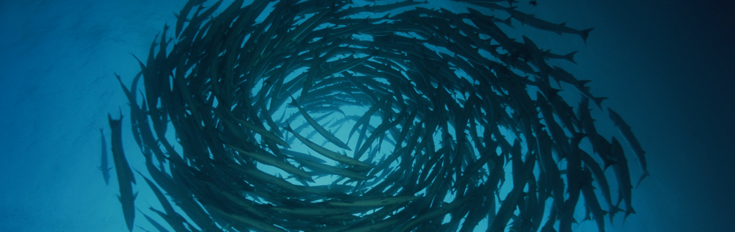 Online marketing Utrecht | SEO