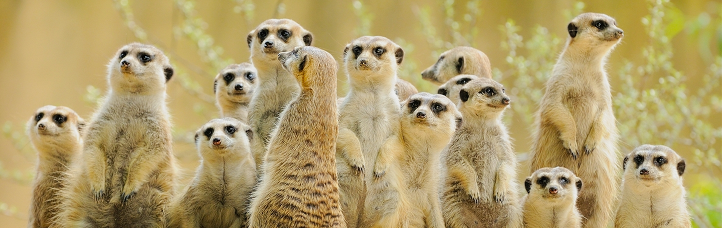 Team online marketingbureau yndenz