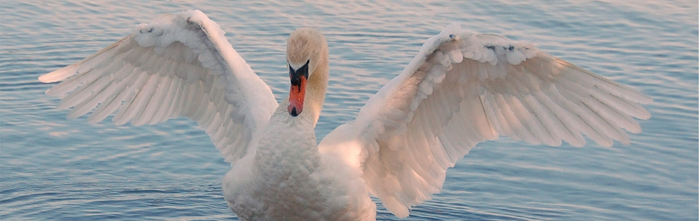 Online marketing Heereveen | SEO | yndenz