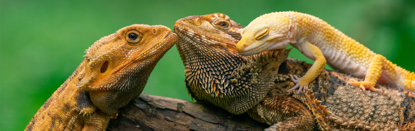 Banner GEO pagina | yndenz